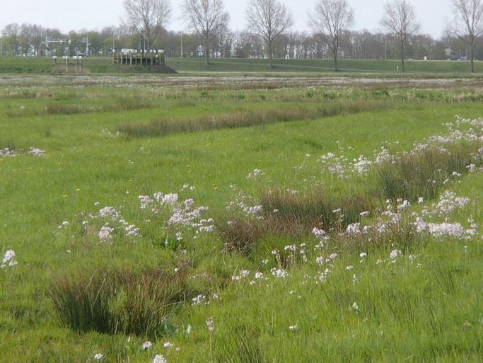 Broedvogels in terreinen van Het Flevo-landschap in 2016 vistrappen. Het grasland werd aanvankelijk gehooid, maar wordt sinds 2009 begraasd met paarden en koeien.