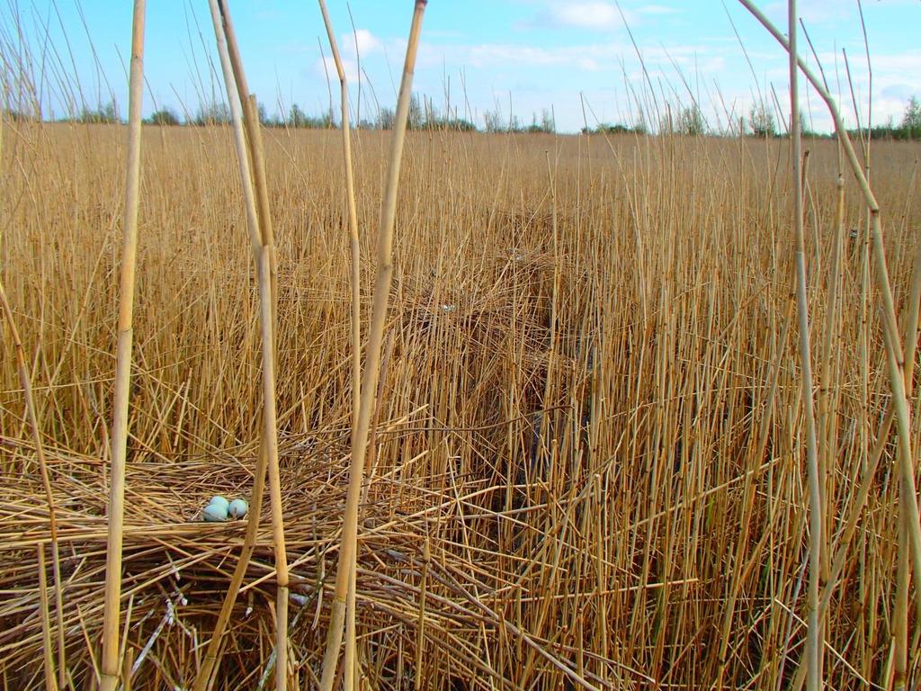 Broedvogels in terreinen van Het Flevo-landschap in 2016 Roerdomp, n=4 Alle Roerdompen zijn vastgesteld in het vernatte deel van het moeras in de Lepelaarplassen.