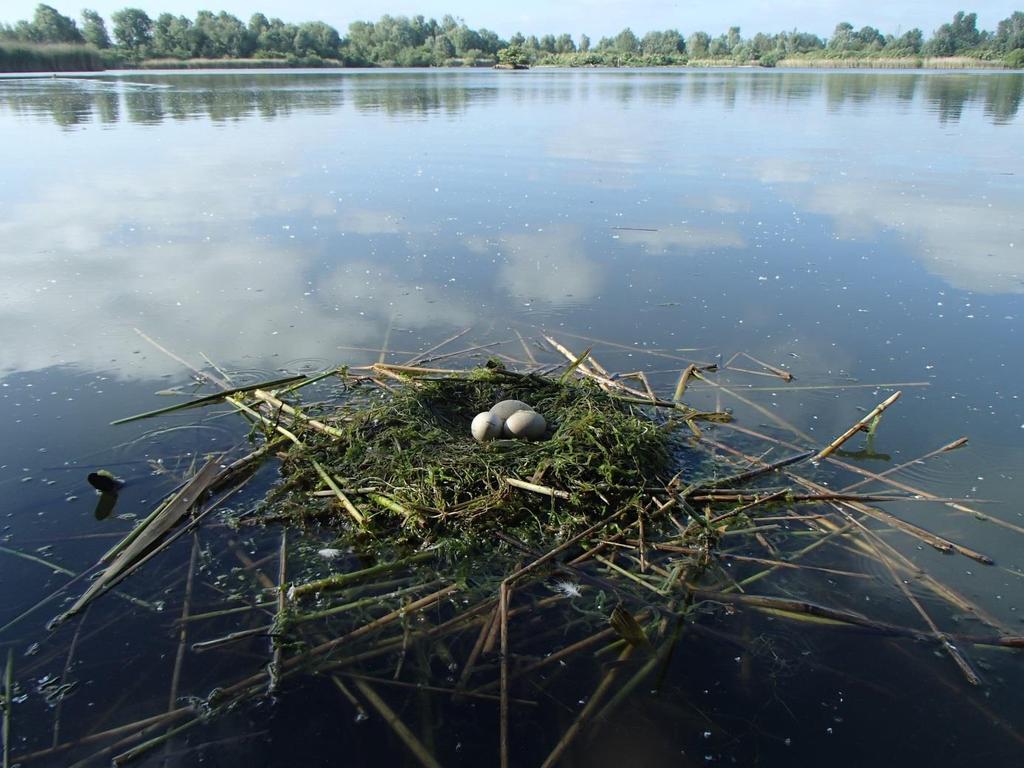 Sovon-rapport 2017/08 1. Inleiding In het voorjaar van 2016 zijn enkele terreinen van Het Flevo-landschap (891 ha) geïnventariseerd op broedvogels.