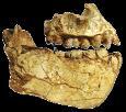 Australopithecus sediba (-.