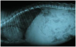 Thorax, middenrif, buik, blaas e.d. Thorax Afwijkingen van hart en longen zijn goed met röntgenfoto s vast te stellen.
