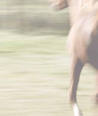 Er zijn maar een paar paardencoaches in heel Nederland die in loondienst dit werk doen.