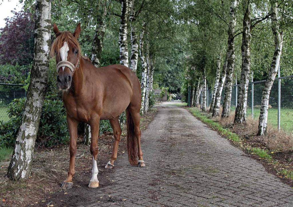 Stap dan in het mooie Paardencoachvak!