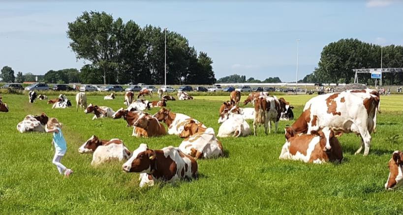 bij melkveehouderij Moerman.