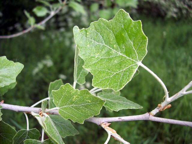 Populus