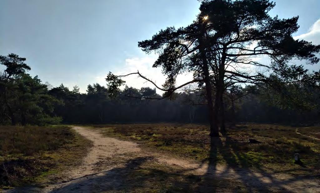 Elders op de wereld wordt heather gevormd door andere struikjes.