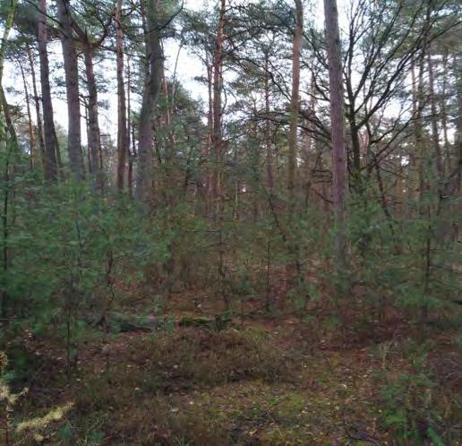 5.1.1 grove den - oud Dit bostype komt het meest voor in het gebied. Het bestaat uit tamelijk rijk gestructureerde bossen met grove den als dominante soort en een ouderdom van 50-100 jaar (Figuur 5.