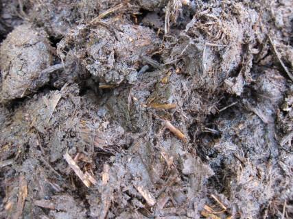 Bij plantaardige compost zien we een vergelijkbaar proces, maar het grote verschil is dat stikstof veel minder op de voorgrond treedt.