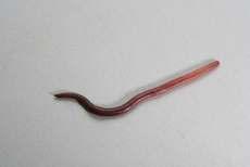 Rode wormen Grauwe wormen Lumbricus rubellus Hier zijn er verschillende soorten van die een overeenkomstig uiterlijk en levenswijze