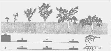ontwikkeling van springstaarten in de grond. Dit onderzoek ligt een tipje van de sluier op en geeft ook een bijzondere kijk op samenhangen in de natuur.