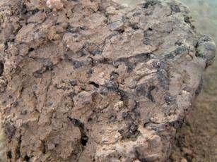 Bodembewerking Wanneer de grond nog te nat is kan inscharen van vee of berijden een duidelijke negatieve invloed op de bodemstructuur hebben. De gronden zijn hiervoor zeer gevoelig.