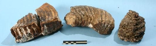8.3. Botmateriaal en benen voorwerpen Dierlijke botten, tanden en slagtanden kunnen van archeologisch belang zijn omdat ze wellicht dateren uit de laatste ijstijd (maar mogelijk ook eerder)