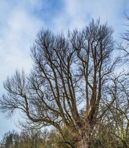 10 opmerkelijke bomen Met dank aan Bart Backaert, hoofdbrigadier groendienst Stad Aalst, voor de informatie.