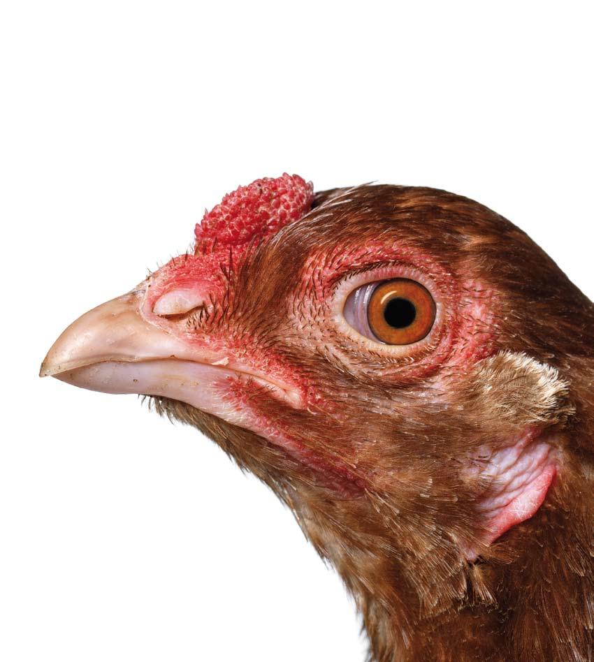 Geneticus Jean-Jacques Cassiman gaat zich verdiepen in kippen, meer bepaald in het kunstproject Cosmopolitan Chicken van Koen Vanmechelen.