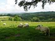 De wolindustrie heeft deze streek grote welvaart bezorgd en ook de dag van vandaag zijn schapen op de heuvelruggen nog een typisch kenmerk van de Cotswolds.