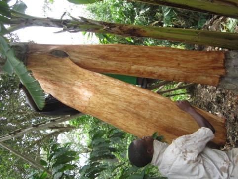In de demonstratietuin wordt getoond op welke wijze de aanplant van Mutuba bomen bijdraagt aan een goede oogst, op welke manier irrigatie effectief kan worden toegepast, welke gewassen elkaar