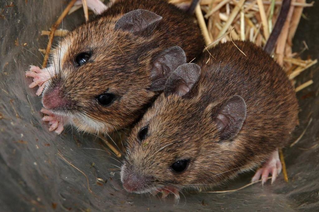 KNNV Zoogdierenwerkgroep Voorne Twee bosmuizen in 1 val