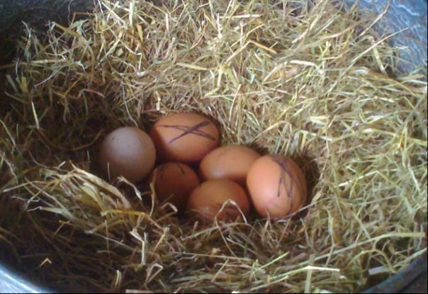 3. Je legt in het nest een aantal eieren die je er constant in laat liggen. Neem eieren van een andere kleur of zet met een viltstift een groot zwart kruis er op (zie foto).