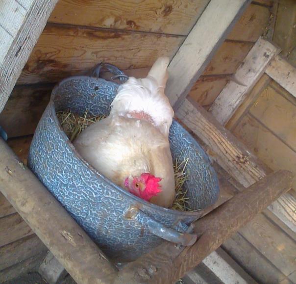 Na een aantal dagen, soms 1 à 2 weken, gaat de kip langer op het nest zitten om een ei te leggen. Eerst ongeveer een halve dag en na 1 à 2 dagen blijft de kip ook s nachts zitten.
