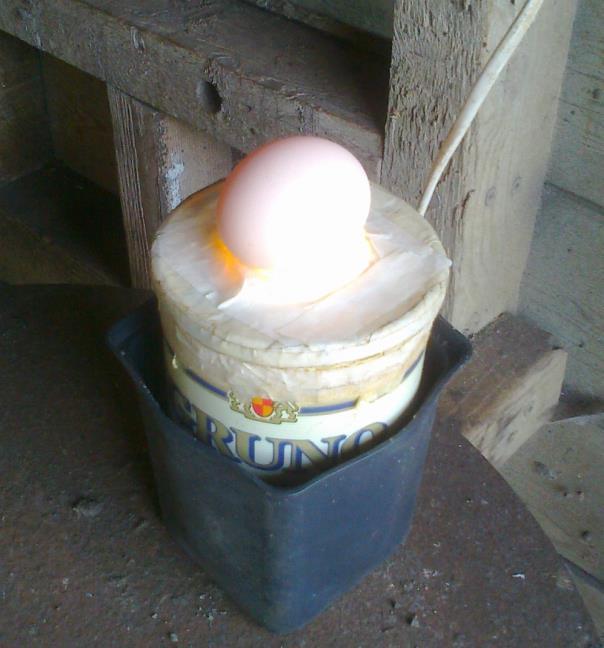 niet. Eieren schouwen met een zelfgemaakte schouwlamp.
