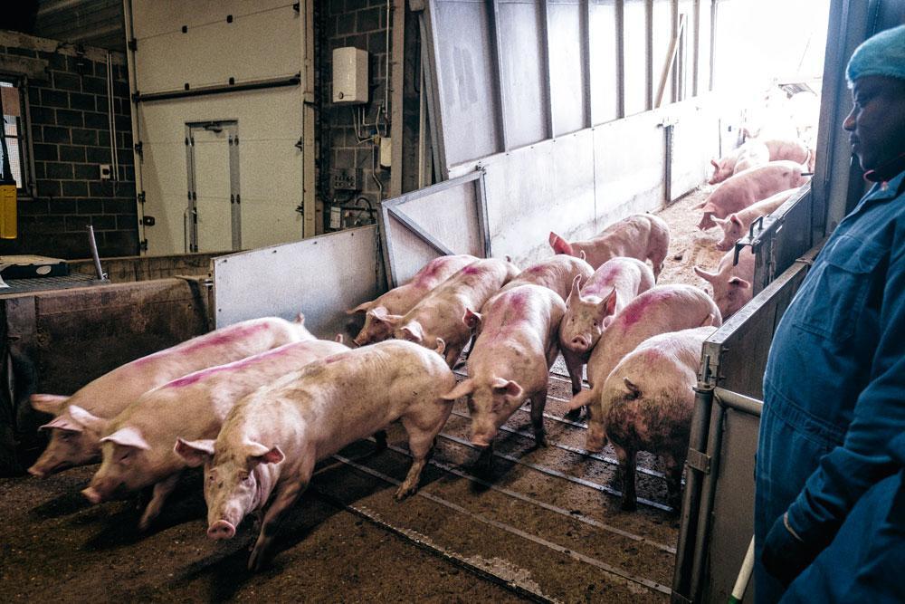Varkens rusten in stallen - Tussen 4 en 15 uur worden ongeveer 5000 varkens gelost bij de slachterij. De voorbije vier tot zes maanden zijn ze vetgemest tot 90 à 110 kg.