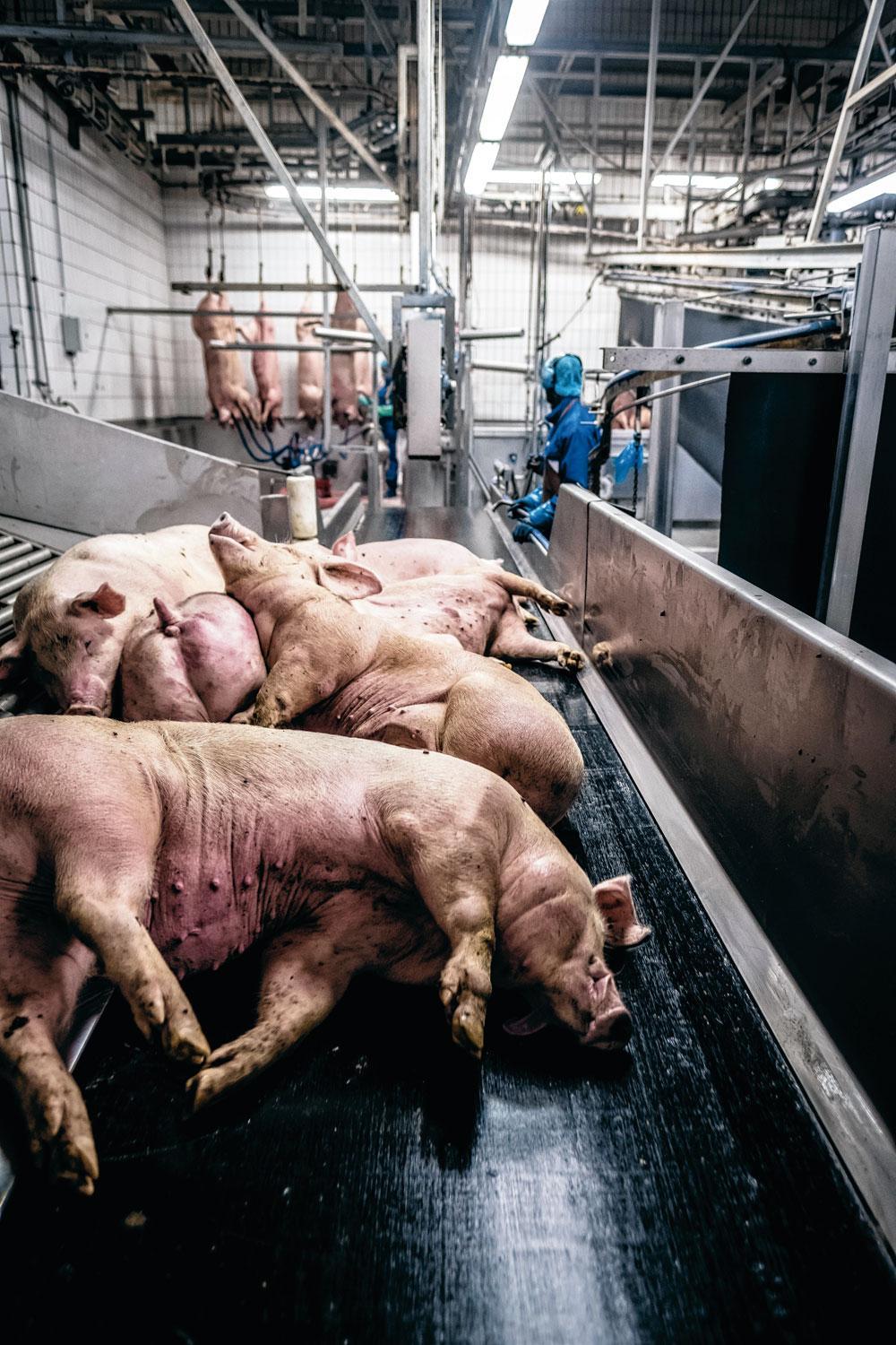 2. CO2 verdooft varkens - Na 1 tot 2 uur in de stallen drijft een arbeider met een rammelaar de varkens in kleine groepjes naar een gondel. Die brengt een zevental varkens acht meter onder de grond.