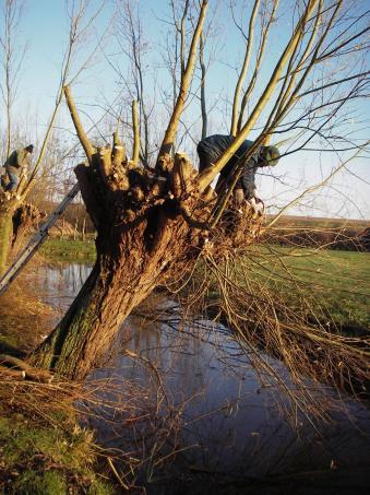 een foto-impressie van nieuwe aanwinsten tref je aan op blz. 8. onze voorzitter Dries hield in Blaucapel op de nieuwjaarsbrunch een toespraak; je kunt het teruglezen op blz. 9 t/m 11. op blz. 11 ook een uitnodiging van het I.