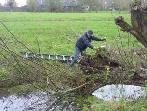 De wilgehoutvlinder is een plompe, grauwgekleurde, grote mot (ruim 8 cm ). Overdag zit hij doodstil tegen een stam; hij leeft in vrijstaande bomen met een forse stam.