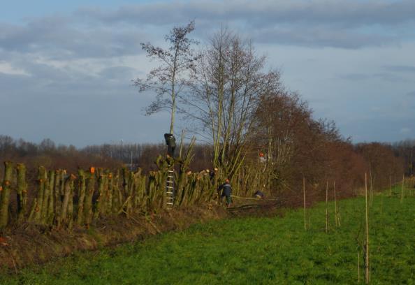 Donderdag 28 december lukte het de elf zagers wel om de laatste elzen te knotten, maar er bleef nog een paar stapels hout liggen.