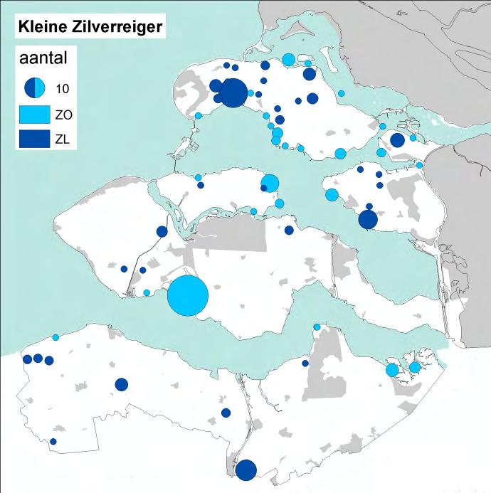 Flinke aantallen waren te vinden in de Braakman-Noord (218 ex), de Markiezaatskade (116 ex) en de Stelleplas Heinkenszand (42 ex).