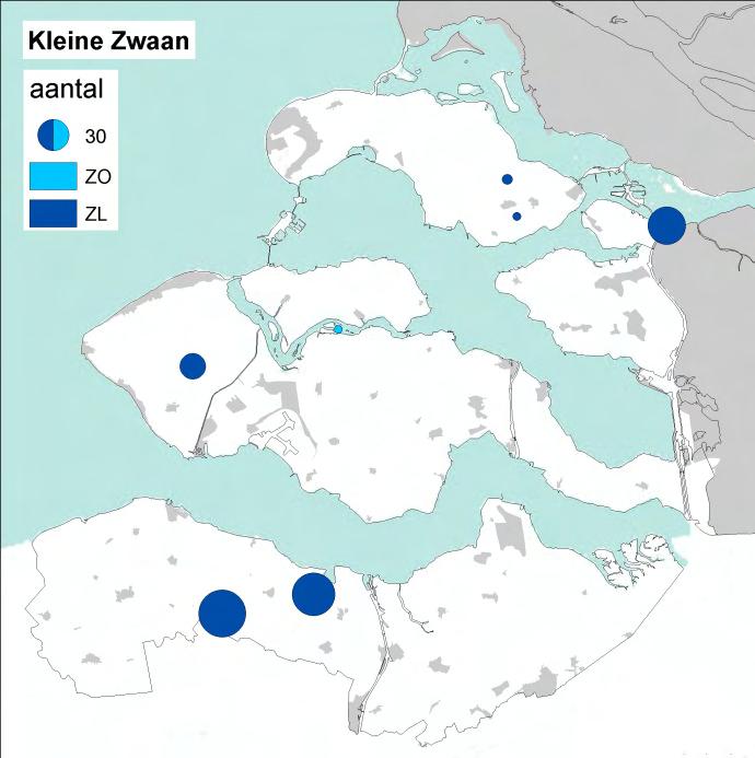 Een Ooievaar (mogelijk hetzelfde ex?) werd gezien in Middelburg en bij de Sloekreek.