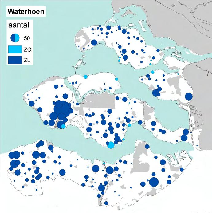 Kiekendieven lag onder dat van de Bruine. Ook voor deze soort was Saeftinghe met 18 ex de belangrijkste regio. Walcheren en Tholen moesten het dit jaar zonder Blauwe Kieken stellen.