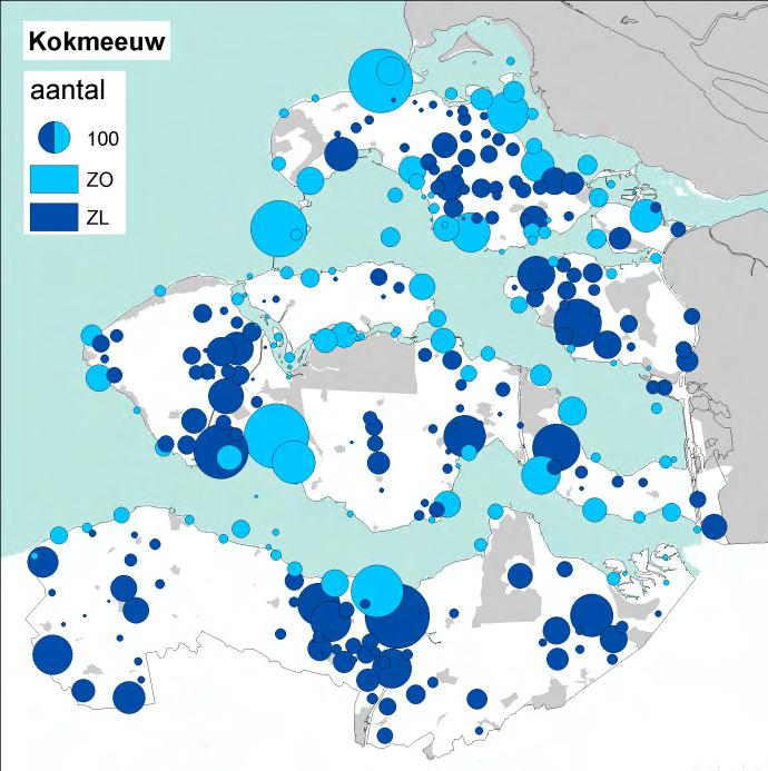 Hoewel: op Duiveland werden meer Stormmeeuwen dan Kokmeeuwen geteld, terwijl eerstgenoemde op het belendende Tholen juist vrijwel ontbrak. Opmerkelijk! Wie ontrafelt wat hier achter zit?