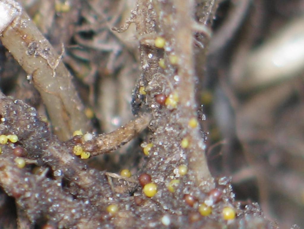 Cysten van Globodera rostochiensis verkleuren in diverse ontwikkelingsstadia van geel naar bruin. Bij Globodera pallida is er geen geelverkleuring, deze cysten verkleuren van wit naar bruin.