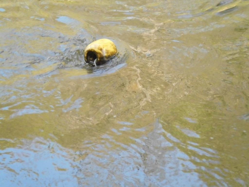 Figuur 11 De akoestische receiver (zwart) is bevestigd aan een gewicht en wordt met behulp van een stalen kabel (a) aan een obstakel langsheen het water bevestigd (een boom, een brugpijler, een piket