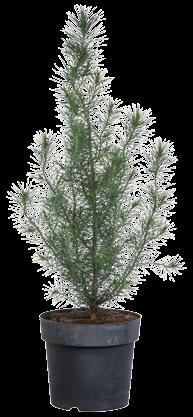 Pinus pinea Silver Crest.