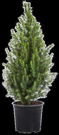 Wij leveren uw kerstboom ook aan huis! zie website Buiten kans 9, 99 ini kerstboom b f / g i 21 cm, d ca. 85 cm. Picea glauca December.