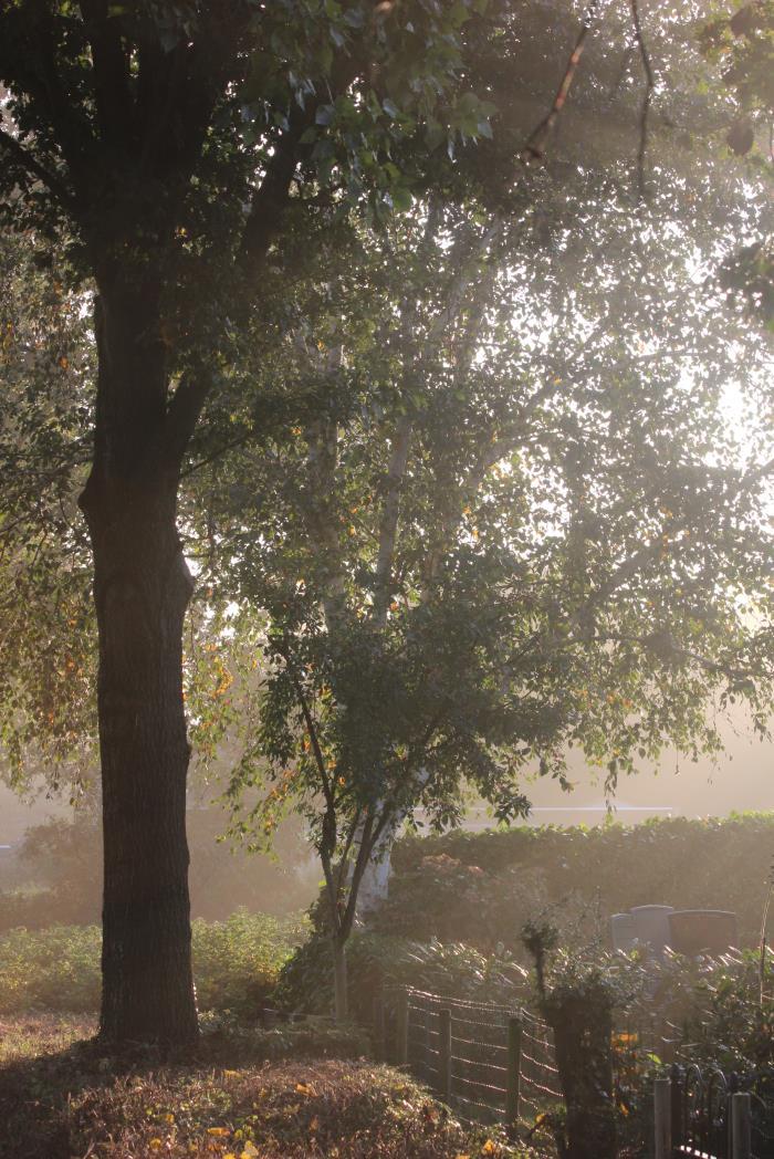 Herfstsonate Lucette M. Faber In augustus wordt mijn fotohart weer wakker. Er zit beweging in de natuur. Herfst? Nee, nazomer.