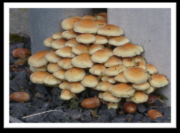 Maar zelfs bij het restaurant zijn paddenstoelen te vinden, zoals het gewoon
