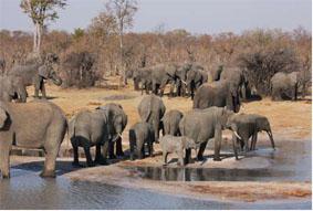 Zimbabwe Special Luxury Safari individuele reis Individuele reis totale reisduur 12 dagen Verlenging mogelijk Hoogtepunten: Victoria Falls: Chundu Island lodge Hwange NP: The Hide Safari Camp
