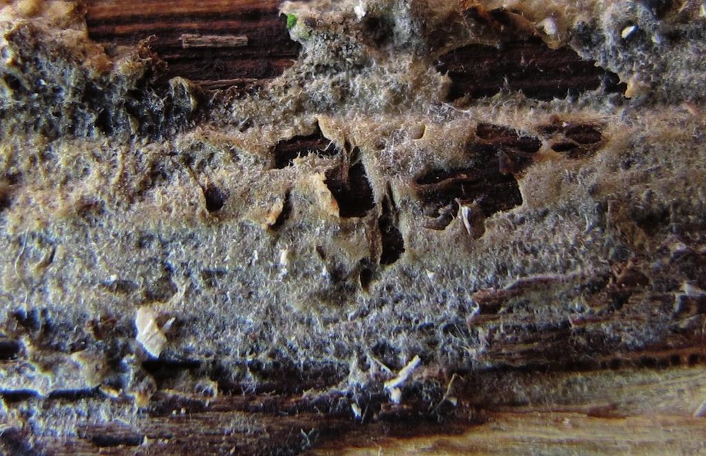 (Achroomyces vestitus). Het werd ook op een dode tak aangetroffen. Deze soort heeft cylindrische basidiën met dwarssepten en hyfen zonder gespen.