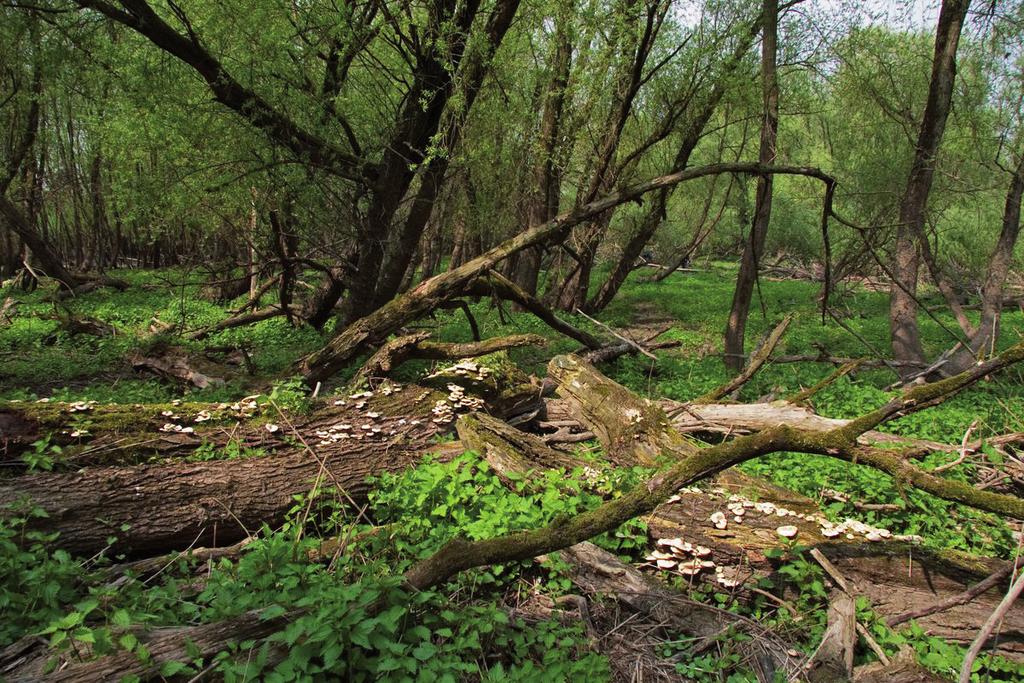 Europa voornamelijk voor op jeneverbes maar sporadisch ook op andere naaldbomen zoals taxus en thuja (Breitenbach & Kränzlin 1986, Kotiranta et al. 2009, Krieglsteiner 2000).