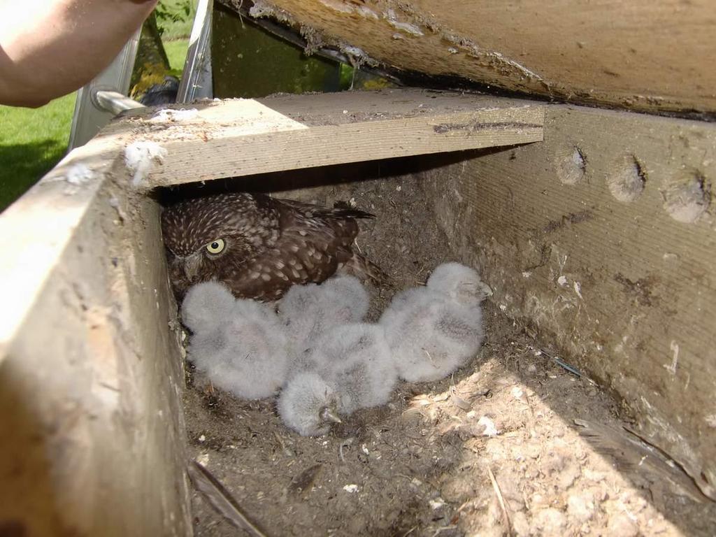 In de nestkast bevond zich een nog niet compleet broedsel van twee eieren. De eieren werden nog niet bebroed, een teken dat er nog tenminste één ei bij moest komen. Dat zag er dus prima uit.