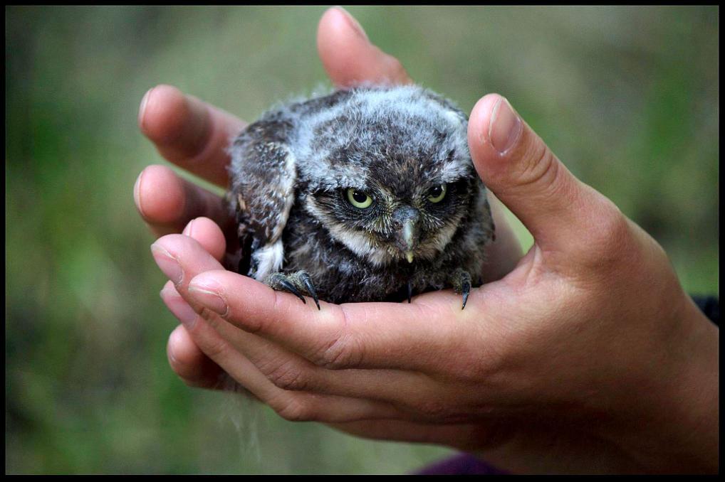 Doordat de nieuwe marterproofkasten veel ruimer zijn dan de oorspronkelijke nestkasten, blijven juvenielen langer in de kast. Het zal duidelijk zijn dat dit de overlevingskansen aanmerkelijk vergroot.