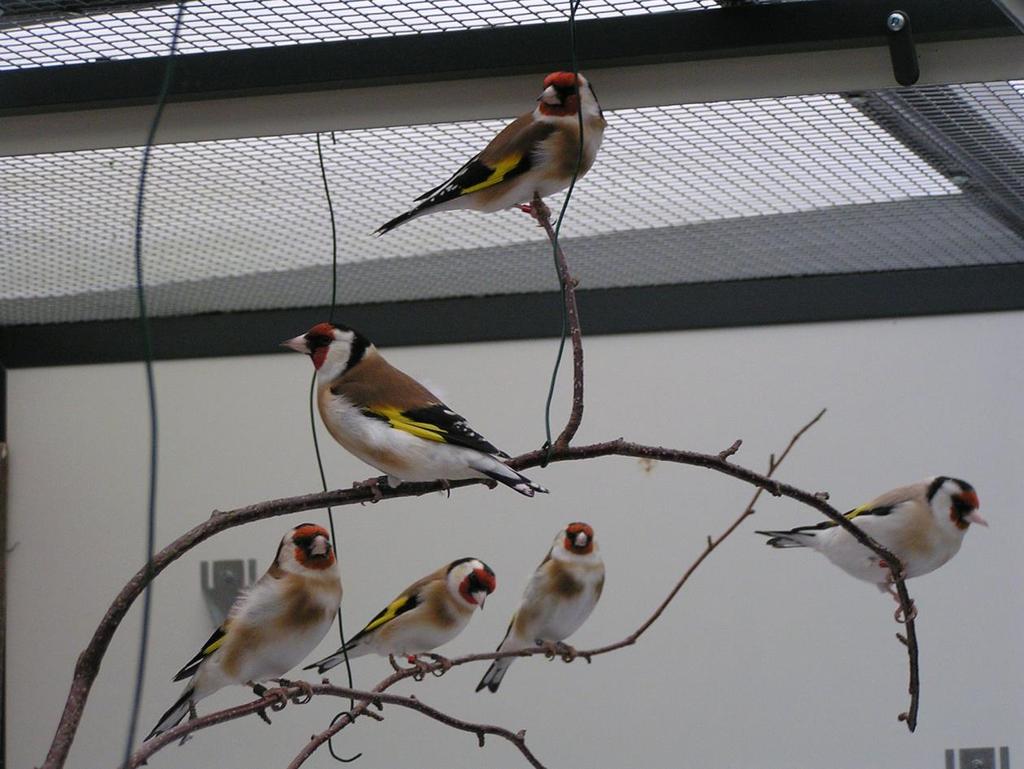 Transfers! Eerst zijn de oude spelers verkocht, de Carduelis carduelis majors, een kleurrijk team, aan de naam te zien buitenlandse spelers. Een team met kleurrijke shirts en talrijke fluitconcerten.