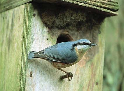 Nestkasten Vogels die in nestkasten broeden beter leren kennen en een onderkomen voor ze timmeren? Dat kan met het materiaal in deze leskist.