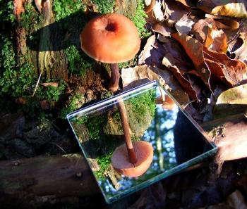 Paddenstoelen Buiten speuren met een spiegeltje of binnen schimmels en champignons kweken en sporenpatronen maken.