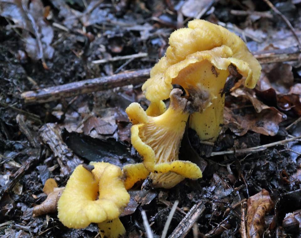 20 september: voordracht over paddenstoelen door Patrick Luyten In de herfst heerst er meestal een feeërieke sfeer in het bos.
