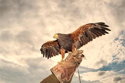 Dankzij Elke Sleurs valkeniers toch nog welkom op Bavoviering Een nieuw stedelijk reglement verbiedt alle parades, evenementen of tentoonstellingen met roofvogels op het openbaar domein.