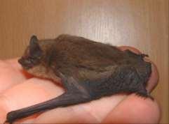 Rhinolophidae ) Suborde : microchiroptera Ook